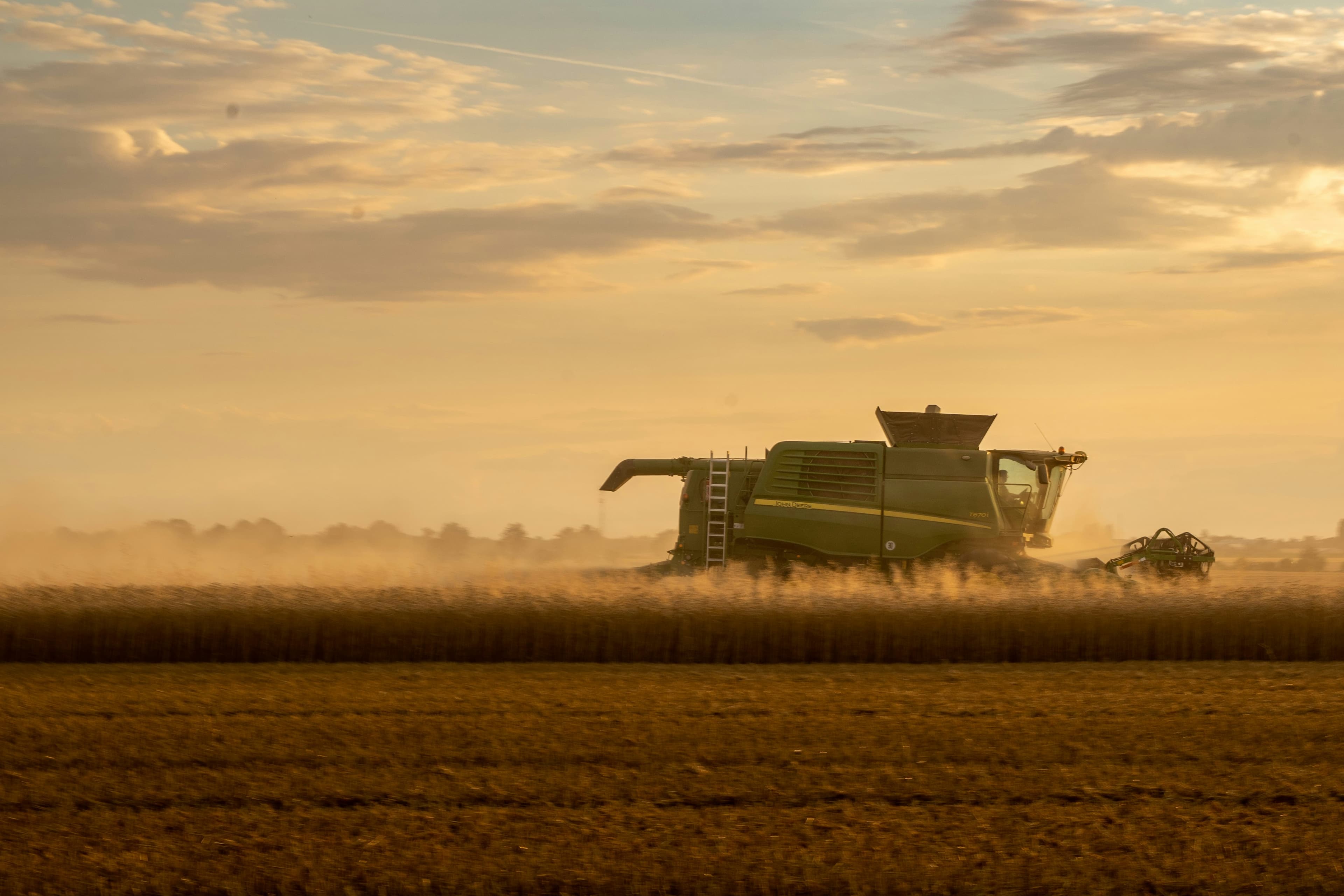 Wheat field at sunset